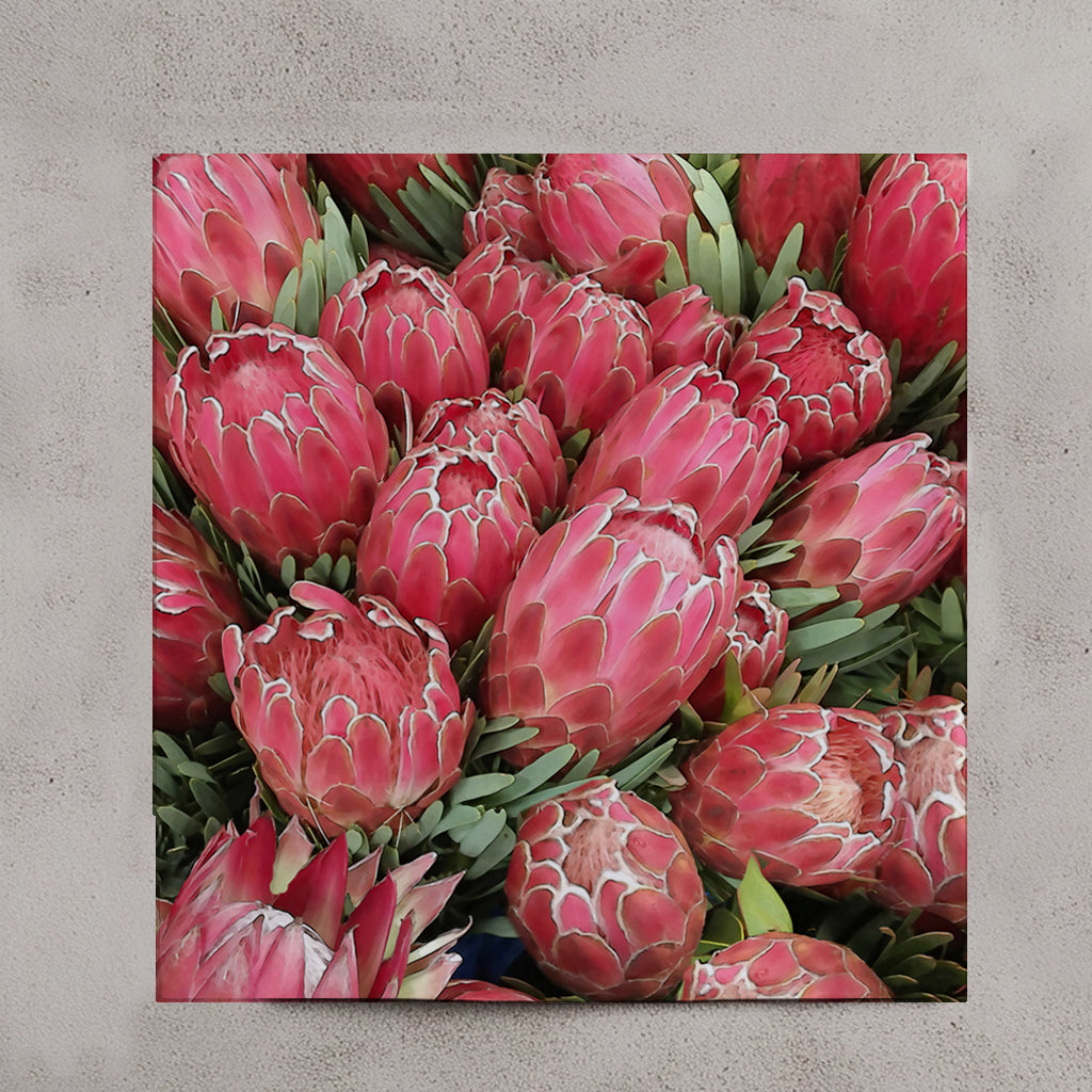 Protea Collection set of 4