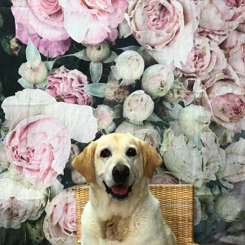 Tablecloth in Soft Pink Rose